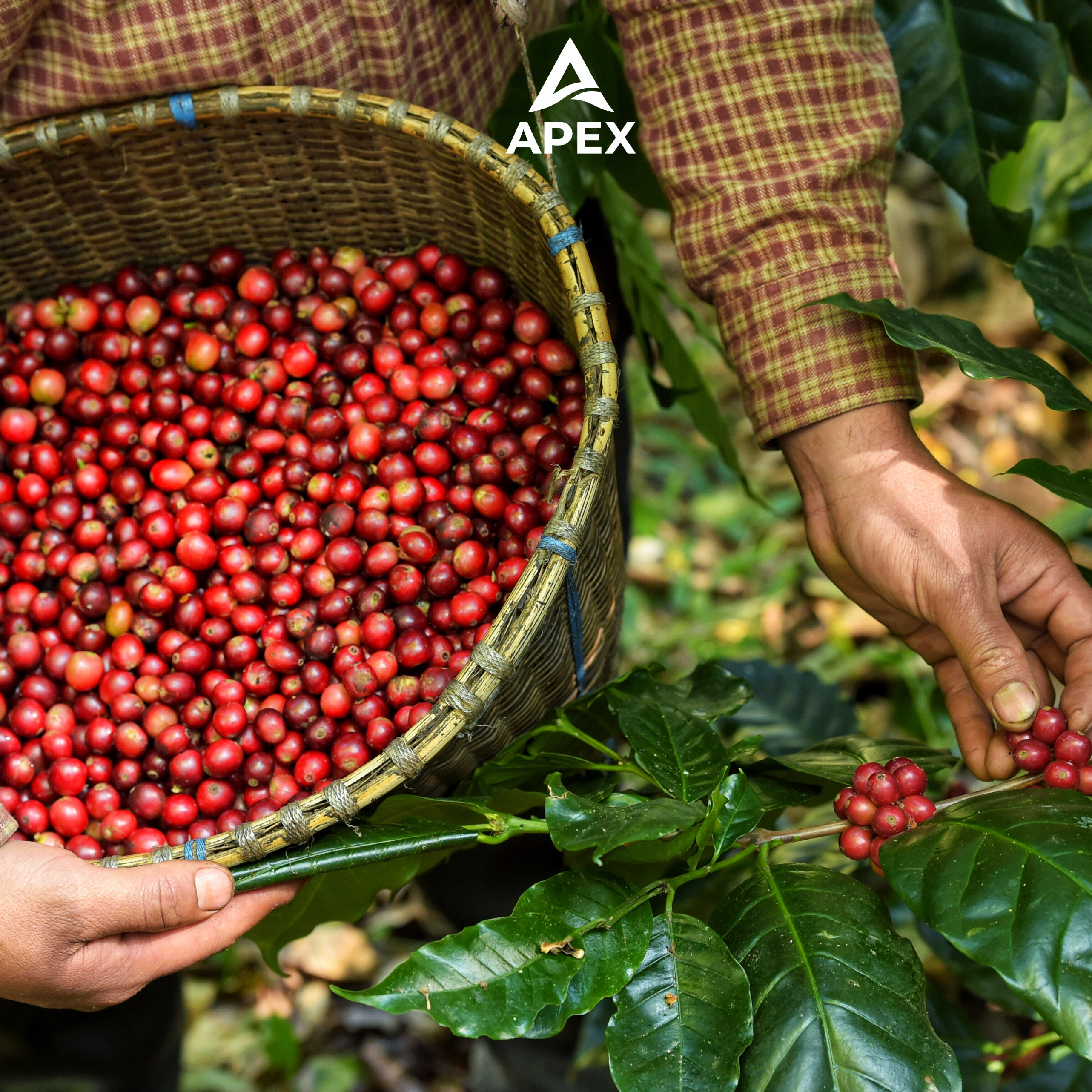 Nguyên liệu công nghiệp